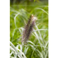 Gräser - Pennisetum alopecuroides 'Japonicum' ca. 11x11 cm Topf (Wuchs jahreszeitlich)
