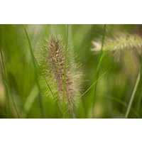 Kategorie <b>Produkt nicht gewünscht </b> - Pennisetum alopecuroides 'Little Bunny' ca. 13 cm Topf (Wuchs jahreszeitlich)