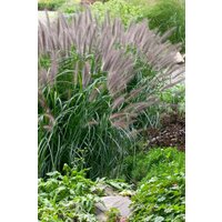 Gräser - Pennisetum alopecuroides 'Moudry' ca. 11x11 cm Topf (Wuchs jahreszeitlich)