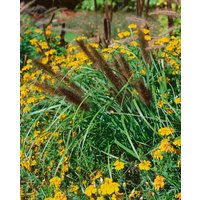 Kategorie <b>Produkt nicht gewünscht </b> - Pennisetum alopecuroides 'Red Head' ca. 11x11 cm Topf (Wuchs jahreszeitlich)