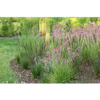 Kategorie <b>Produkt nicht gewünscht </b> - Pennisetum orientale 'Tall Tails' ca. 11x11 cm Topf (Wuchs jahreszeitlich)