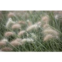Kategorie <b>Produkt nicht gewünscht </b> - Pennisetum villosum ca. 9x9 cm Topf (Wuchs jahreszeitlich)