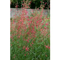 Kategorie <b>Produkt nicht gewünscht </b> - Penstemon barbatus 'Coccineus' ca. 9x9 cm Topf (Wuchs jahreszeitlich)