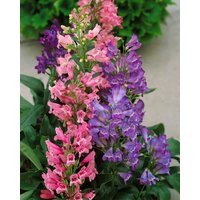 Kategorie <b>Produkt nicht gewünscht </b> - Penstemon barbatus 'Praecox Nanus Rondo' ca. 9x9 cm Topf (Wuchs jahreszeitlich)