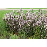 Kategorie <b>Produkt nicht gewünscht </b> - Penstemon digitalis 'Husker's Red' ca. 11x11 cm Topf (Wuchs jahreszeitlich)