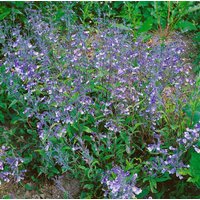 Kategorie <b>Produkt nicht gewünscht </b> - Penstemon heterophyllus 'Züriblau' ca. 9x9 cm Topf (Wuchs jahreszeitlich)