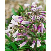 Kategorie <b>Produkt nicht gewünscht </b> - Penstemon hirsutus 'Pygmaeus' ca. 9x9 cm Topf (Wuchs jahreszeitlich)