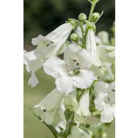 Kategorie <b>Produkt nicht gewünscht </b> - Penstemon x cult.'White Bedder' ca. 11x11 cm Topf (Wuchs jahreszeitlich)