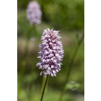 Kategorie <b>Produkt nicht gewünscht </b> - Persicaria amphibia ca. 9x9 cm Topf (Wuchs jahreszeitlich)