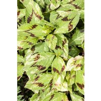 Stauden - Persicaria filiformis ca. 11x11 cm Topf (Wuchs jahreszeitlich)