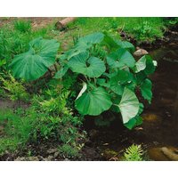 Stauden - Petasites albus ca. 11x11 cm Topf (Wuchs jahreszeitlich)