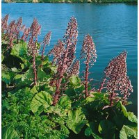 Kategorie <b>Stauden </b> - Petasites hybridus ca. 9x9 cm Topf (Wuchs jahreszeitlich)