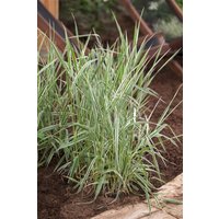 Kategorie <b>Produkt nicht gewünscht </b> - Phalaris arundinacea 'Picta' ca. 9x9 cm Topf (Wuchs jahreszeitlich)