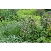 Kategorie <b>Produkt nicht gewünscht </b> - Phlomis tuberosa ca. 9x9 cm Topf (Wuchs jahreszeitlich)