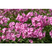 Kategorie <b>Produkt nicht gewünscht </b> - Phlox amplifolia 'Minnehaha' ca. 11x11 cm Topf (Wuchs jahreszeitlich)