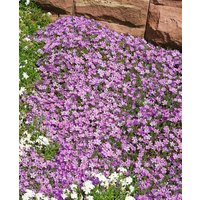 Kategorie <b>Produkt nicht gewünscht </b> - Phlox douglasii 'Lilac Cloud' ca. 9x9 cm Topf (Wuchs jahreszeitlich)