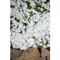 Kategorie <b>Stauden </b> - Phlox douglasii 'White Admiral' ca. 9x9 cm Topf (Wuchs jahreszeitlich)