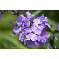 Kategorie <b>Produkt nicht gewünscht </b> - Phlox paniculata 'Blue Paradise' ca. 11x11 cm Topf (Wuchs jahreszeitlich)