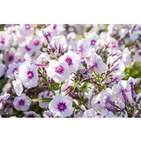Kategorie <b>Produkt nicht gewünscht </b> - Phlox paniculata 'Bright Eyes' ca. 11x11 cm Topf (Wuchs jahreszeitlich)