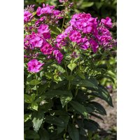 Kategorie <b>Produkt nicht gewünscht </b> - Phlox paniculata 'Cosmopolitan' ca. 11x11 cm Topf (Wuchs jahreszeitlich)
