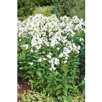 Kategorie <b>Produkt nicht gewünscht </b> - Phlox paniculata 'Danielle' ca. 11x11 cm Topf (Wuchs jahreszeitlich)