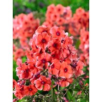 Kategorie <b>Produkt nicht gewünscht </b> - Phlox paniculata 'Tequila Sunrise' -R- ca. 11x11 cm Topf (Wuchs jahreszeitlich)