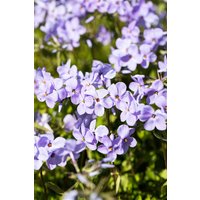 Kategorie <b>Stauden </b> - Phlox stolonifera 'Blue Ridge' ca. 9x9 cm Topf (Wuchs jahreszeitlich)