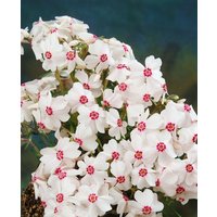 Kategorie <b>Stauden </b> - Phlox subulata 'Amazing Grace' ca. 9x9 cm Topf (Wuchs jahreszeitlich)