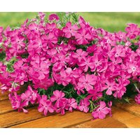 Kategorie <b>Stauden </b> - Phlox subulata 'MacDaniel's Cushion' ca. 9x9 cm Topf (Wuchs jahreszeitlich)
