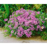 Kategorie <b>Stauden </b> - Phlox subulata 'Moerheimii' ca. 9x9 cm Topf (Wuchs jahreszeitlich)