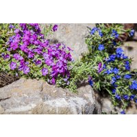 Kategorie <b>Stauden </b> - Phlox subulata 'Ronsdorfer Schöne' ca. 9x9 cm Topf (Wuchs jahreszeitlich)