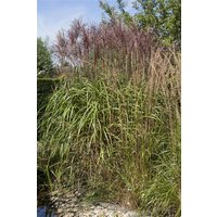 Kategorie <b>Produkt nicht gewünscht </b> - Phragmites australis ca. 9x9 cm Topf (Wuchs jahreszeitlich)
