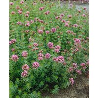 Kategorie <b>Produkt nicht gewünscht </b> - Phuopsis stylosa ca. 9x9 cm Topf (Wuchs jahreszeitlich)