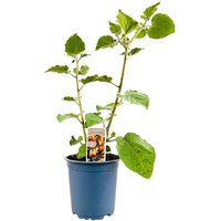 Kategorie <b>Produkt nicht gewünscht </b> - Physalis peruviana ca. 11x11 cm Topf (Wuchs jahreszeitlich)