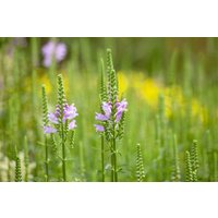 Kategorie <b>Produkt nicht gewünscht </b> - Physostegia virginiana 'Bouquet Rose' ca. 9x9 cm Topf (Wuchs jahreszeitlich)