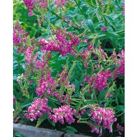 Kategorie <b>Produkt nicht gewünscht </b> - Physostegia virginiana 'Red Beauty' ca. 9x9 cm Topf (Wuchs jahreszeitlich)
