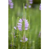 Kategorie <b>Produkt nicht gewünscht </b> - Physostegia virginiana 'Rosea', gen. ca. 9x9 cm Topf (Wuchs jahreszeitlich)