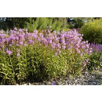 Kategorie <b>Stauden </b> - Physostegia virginiana 'Vivid' ca. 9x9 cm Topf (Wuchs jahreszeitlich)