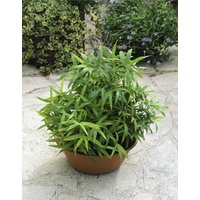 Kategorie <b>Gräser </b> - Pleioblastus pygmaeus ca. 11x11 cm Topf (Wuchs jahreszeitlich)