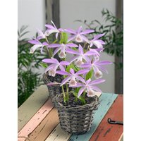 Kategorie <b>Stauden </b> - Pleione formosana ca. 11x11 cm Topf (Wuchs jahreszeitlich)