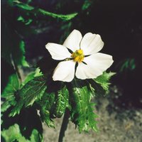 Stauden - Podophyllum hexandrum ca. 11x11 cm Topf (Wuchs jahreszeitlich)
