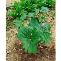 Kategorie <b>Stauden </b> - Podophyllum peltatum ca. 11x11 cm Topf (Wuchs jahreszeitlich)