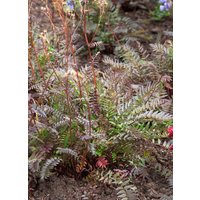 Kategorie <b>Produkt nicht gewünscht </b> - Polemonium yezoense 'Purple Rain', gen. ca. 9x9 cm Topf (Wuchs jahreszeitlich)