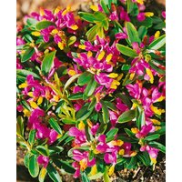 Kategorie <b>Stauden </b> - Polygala chamaebuxus ca. 9x9 cm Topf (Wuchs jahreszeitlich)