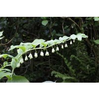 Kategorie <b>Stauden </b> - Polygonatum odoratum ca. 9x9 cm Topf (Wuchs jahreszeitlich)