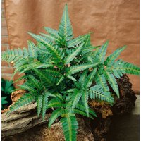 Gräser - Polystichum acrostichoides ca. 9x9 cm Topf (Wuchs jahreszeitlich)