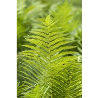 Kategorie <b>Gräser </b> - Polystichum aculeatum ca. 9x9 cm Topf (Wuchs jahreszeitlich)