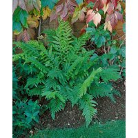 Gräser - Polystichum setiferum 'Prolif.Dahlem' ca. 9x9 cm Topf (Wuchs jahreszeitlich)