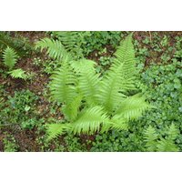 Gräser - Polystichum setiferum 'Proliferum', gen. ca. 9x9 cm Topf (Wuchs jahreszeitlich)