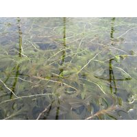 Kategorie <b>Stauden </b> - Potamogeton crispus ca. 9x9 cm Topf (Wuchs jahreszeitlich)